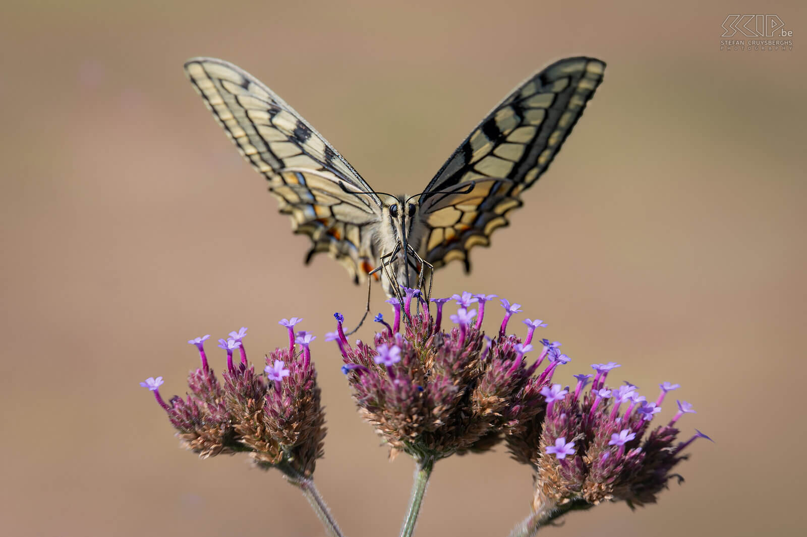 Insects - Swallowtail The (common yellow) swallowtail (Papilio machaon) is one of the largest butterflies in Belgium and they use their long extendable tongue to drink nectar from narrow flower heads. Stefan Cruysberghs